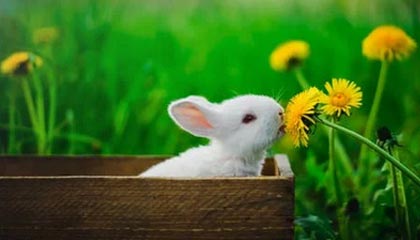 九游娱乐网站-青年才俊闪耀转会市场，多家俱乐部争逐未来之星，青年才俊,未来可期